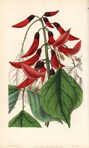 Kruidachtige of Carolina erythrine - Mr. Bidwell