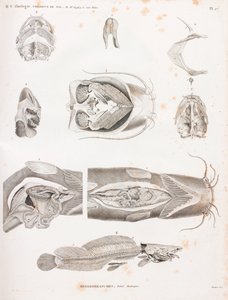 Heterobranches, anatomische details