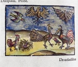 Histoire naturelle, zoologie 16e eeuw: vogels en vleermuizen door Unbekannt