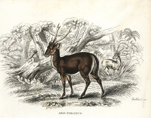 Zwijnenhert, Axis porcinus, bedreigd. Handgekleurde lithografie door Gebhart uit Georg Friedrich Treitschke