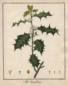 Hulst. Gekleurde kopergravure, in Botanique Medicinale (gepubliceerd in Berlijn, Duitsland) door Unbekannter Künstler