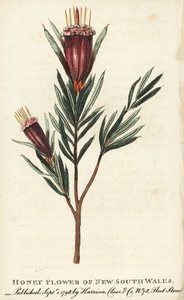 Honingbloem van New South Wales, Australië. Handgekleurde kopergravure uit 