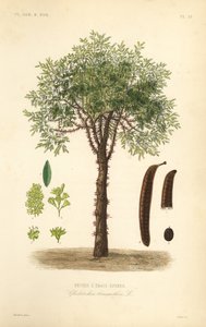 Honingboom of doornige acaciaboom, Gleditsia triacanthos, Gleditschia triacanthos, Fevier a trois epines