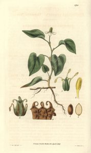 Houttuynia heeft witte bloemen, met details van vruchten, stamper en meeldraden. Variëteit afkomstig uit Azië. Illustratie door Wiliam Jackson Hooker (1785-1865), Britse botanicus en schrijver, professor aan de Universiteit van Glasgow (Schotland) en red door Unbekannter Künstler