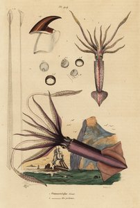 Humboldtinktvis, Dosidicus gigas, en Europese vliegende inktvis, Todarodes sagittatus door Unbekannt