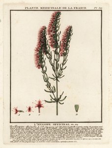 Hysop, Hyssopus officinalis door Unbekannter Künstler