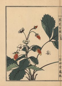 Ichigo of aardbei, Fragaria ananassa - Kusa Bana Hyakushu (Honderd variëteiten bloemen), Tokyo door Unbekannter Künstler