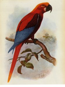 Illustratie van de Ara grossei, Jamaicaanse papegaai