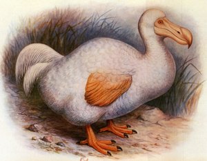 Illustratie van Didus solitarius, Witte Dodo van de Reunion
