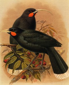 Illustratie/Heteralocha acutirostris/Huia dimorphe/Huia door Unbekannt