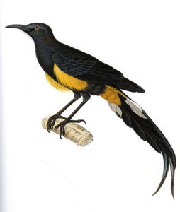 Illustratie van Moho nobilis, Moho Hawai door Unbekannt