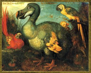 Illustratie van Raphus cucullatus, Dodo van Mauritius