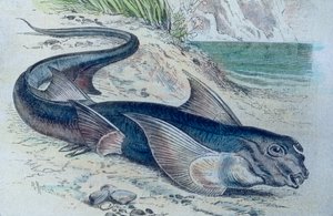 Illustratie van een chimaera (Hydrolagus colliei) door Unbekannter Künstler