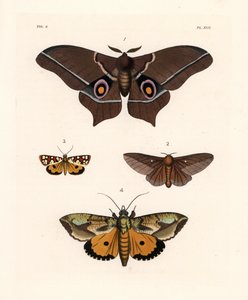 Imbrasia epimethea (Saturnia epimethea) 1, roze-gestreepte eikenwormmot, Anisota virginiensis (Dryocampa virginiensis) 2, Crameria aegocera (Aegocera amabilis) 3, en Eudocima materna (Triphaena materna) 4. Handgekleurde lithografie uit John O. Westwood