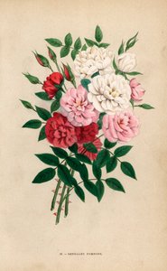 Indiase knooprozen, Bengal pompons, Rosa chinensis hybriden door Unbekannter Künstler