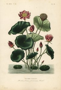 Indische lotus door Unbekannt