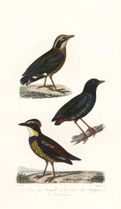 Indiase pitta, kap pitta en Javaanse bandpitta