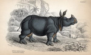 Indische neushoorn, bedreigde soort. Kopergravure door William Lizars, gebaseerd op een tekening van James Stewart, gepubliceerd in de Naturalist Library: zoogdieren, pachydermen en viervoeters met fijne huid, bewerkt door W. H. Lizars door Unbekannter Künstler