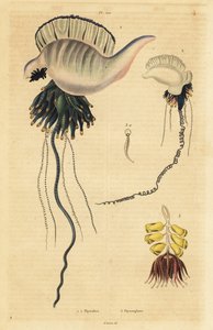 Indo-Pacifische Portugese oorlogsschip, Physalia utriculus 1, Azoren oorlogsschip, Physalia physalis 2, en Siphonophora zoöfyte, Physsophora disticha 3