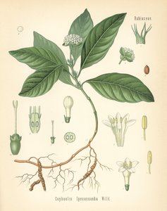 Ipecacuanha, Carapichea ipecacuanha. Chromolithografie naar een botanische illustratie uit Hermann Adolph Koehler