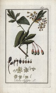 Irokees laurier (Sassafras albidum). Lithografie uit 