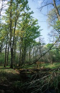 Circeo Nationaal Park, vijver in Biosfeerreservaat