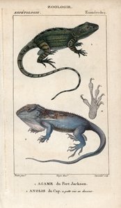 Jacky lashtail, Port Jackson agame, Amphibolurus muricatus, en Kaapse dwerggekko, Kaapse anolis, Lygodactylus capensis. Handgekleurde koperplaat stipple gravure uit Jussieu