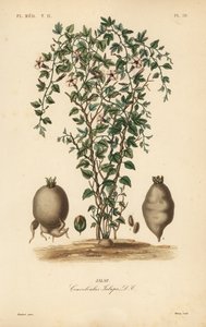 Jalaprank door Unbekannt