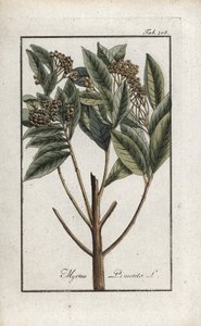 Jamaicaanse peper of vierkruidenpeper (Pimenta dioica). Lithografie uit “Afbeelding der Artseny-Gewassen” door Johannes Zorn (1739-1799), Nederland door Unbekannter Künstler