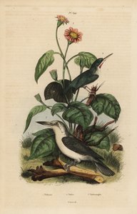 Jamaicaanse todie, Todus todus, Mariana ijsvogel, Todiramphus albicilla, en zonnebloem, Tithonia tagetiflora