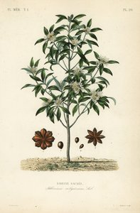 Japanse steranijs, Illicium anisatum, Illicium religiosum, Badiane sacree door Unbekannt