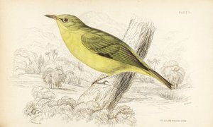 Javaanse wit-oog. Handgekleurde staalgravure door William Lizars naar William Swainson uit Sir William Jardine