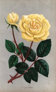 Jean Pernet roos, gele variëteit van de theeroos gekweekt door Monsieur Pernet in Lyon in 1867 - Les Roses, Parijs