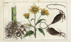 Aardpeer (Helianthus tuberosus) door Unbekannter Künstler