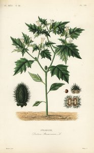 Doornappel of duivelskruid, Datura stramonium door Unbekannt