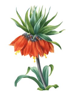 Keizerskroon (Fritillaria imperialis)