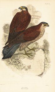 Torenvalk, mannetje en vrouwtje, Falco tinnunculus, voor een ruïne, 1889