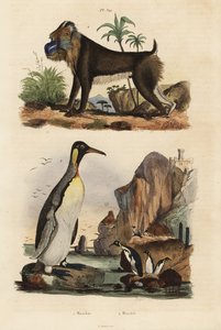Koningspinguïn, Aptenodytes patagonicus 1, en mandril, Mandrillus sphinx, kwetsbaar, 2 door Unbekannt