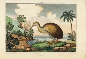 Kiwi, Apteryx australis