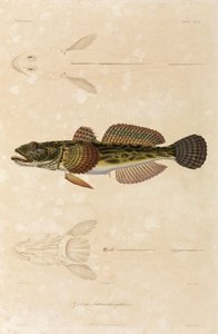 Knout-goby, Zwarte Zee door Unbekannt