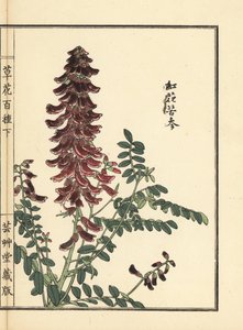 Kouka of kujin, Sophora flavescens