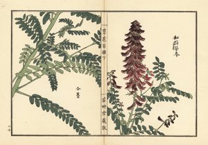 Kouka of kujin, Sophora flavescens. Wortel gebruikt in de Chinese geneeskunde als ku shen - Kusa Bana Hyakushu (Honderd variëteiten bloemen), Tokyo door Unbekannter Künstler