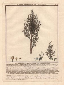 La Sabine, de Savinier Juniperus fabina. Giftige plant, beschrijving van een mannelijke (midden) en vrouwelijke (links) tak, met details van fruit in verschillende stadia van rijpheid. Kleurengraveerwerk 18e eeuw, in Herbier de la France (1780-1793), teken