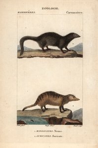 De mangoest en de suricate - Gravure door Jean Gabriel Pretre, gegraveerd door Carnonkel, voor het woordenboek van natuurwetenschappen: zoogdieren door Frederic Cuvier, bewerkt door Pierre Jean Francois Turpin door Unbekannter Künstler