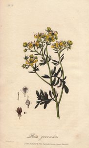 La rue des jardin ou rue fétide (Ruta graveolens) - Water forte door William Clarke ter illustratie van 