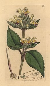 Grootbloemige hennepnetel, Galeopsis speciosa (Galeopsis versicolor) (Galeopsis a fleurs panachees) Handgekleurde kopergravure naar een tekening door James Sowerby voor James Smith