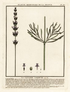 Lavendel, Lavandula angustifolia. door Unbekannter Künstler