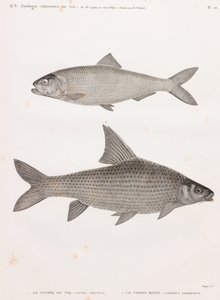 De Clupee van de Nijl & De Cyprin