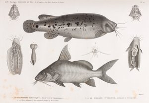 De elektrische Malapterure & De Pimelode Synodonte
