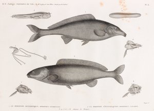 De Mormyre Oxyrhynque & De Mormyre D